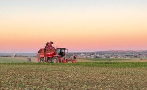 Zuckerrübenvollernter von Gnauer Agrardienst