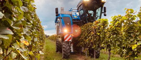 Weinlese durch die Firma Gnauer Agrardienst