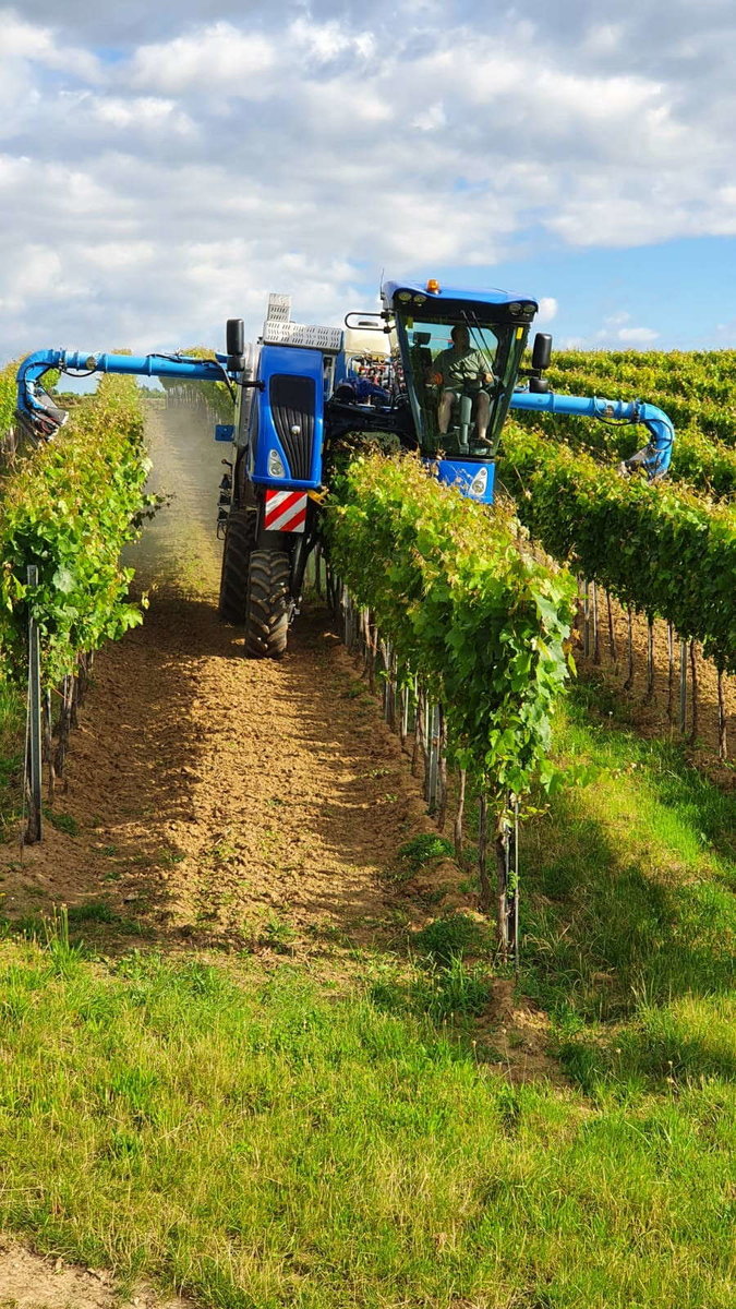 Traubenlese durch die Firma Gnauer Agrardienst