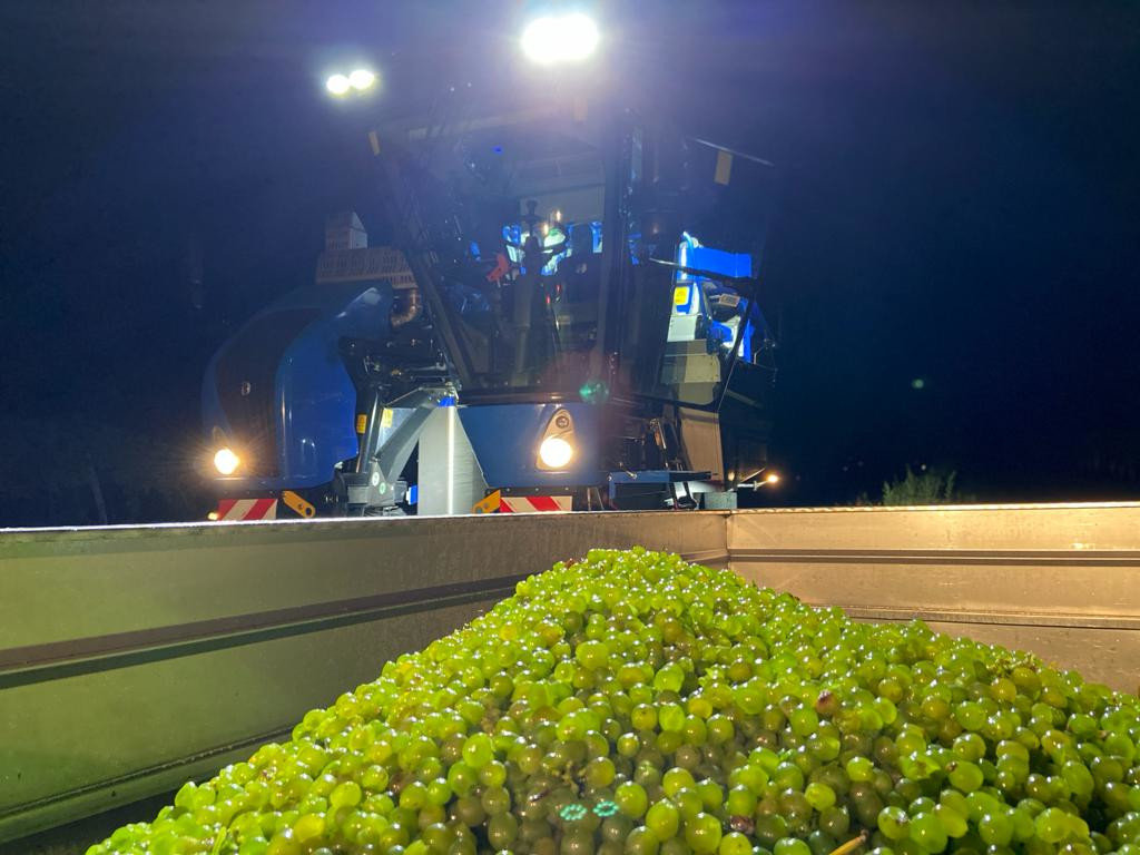 Traubenlese durch die Firma Gnauer Agrardienst