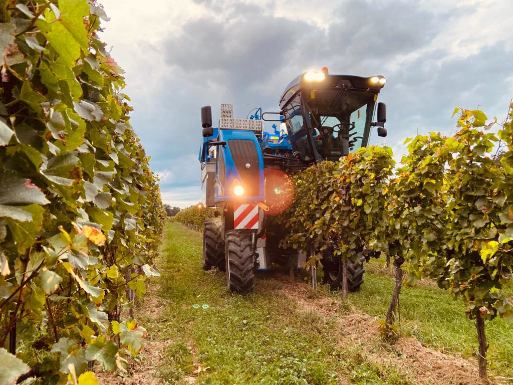 Weinlese durch die Firma Gnauer Agrardienst